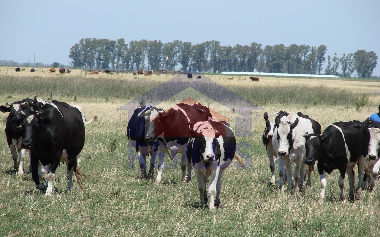 Campo 42 Héctáreas, Pehuajó, BA 6450
