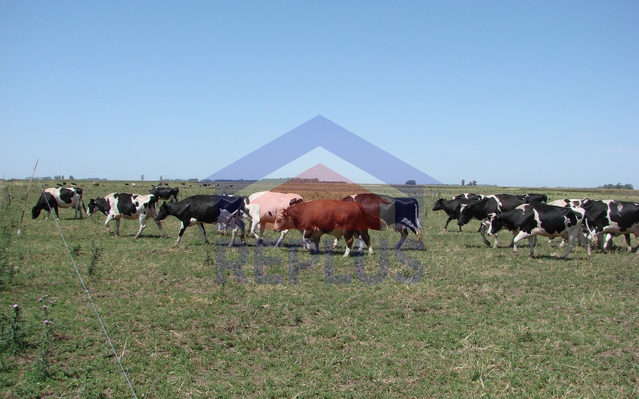 Campo 42 Héctáreas, Pehuajó, BA 6450