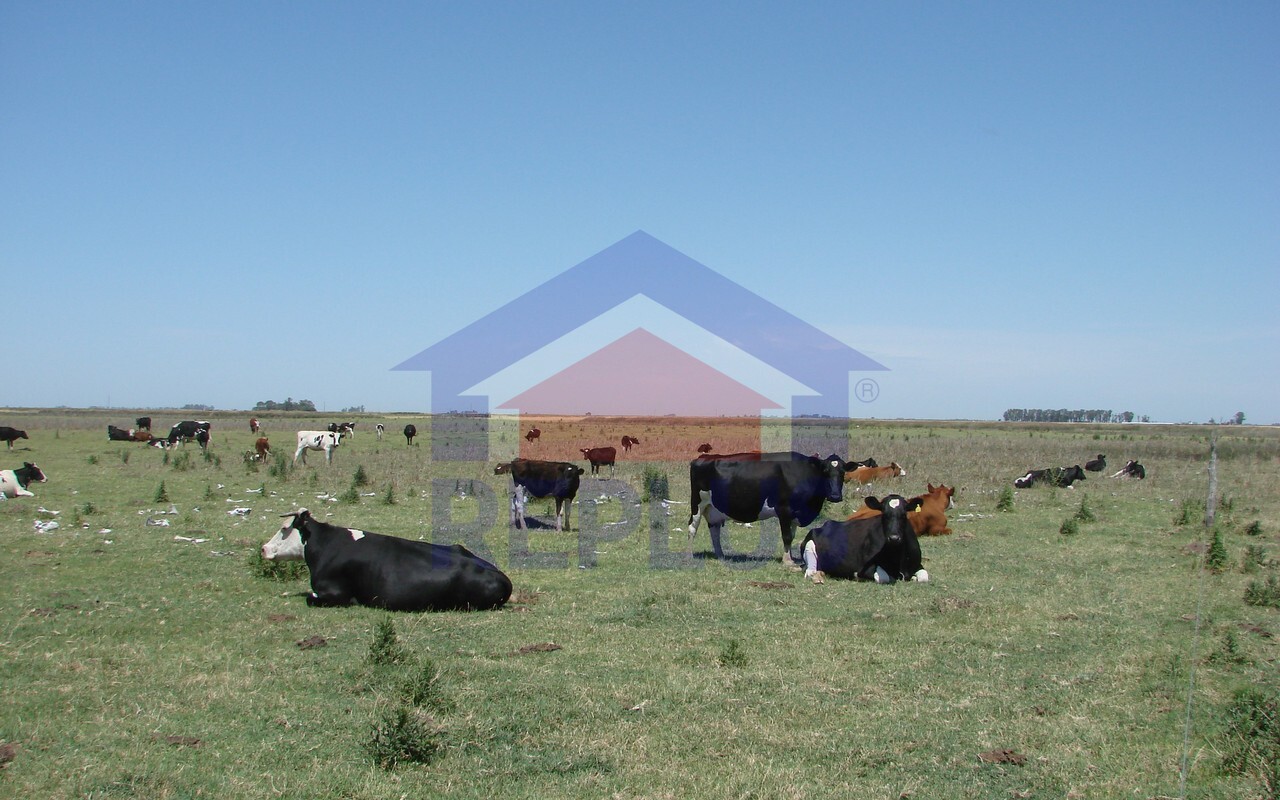 Campo 42 Héctáreas, Pehuajó, BA 6450