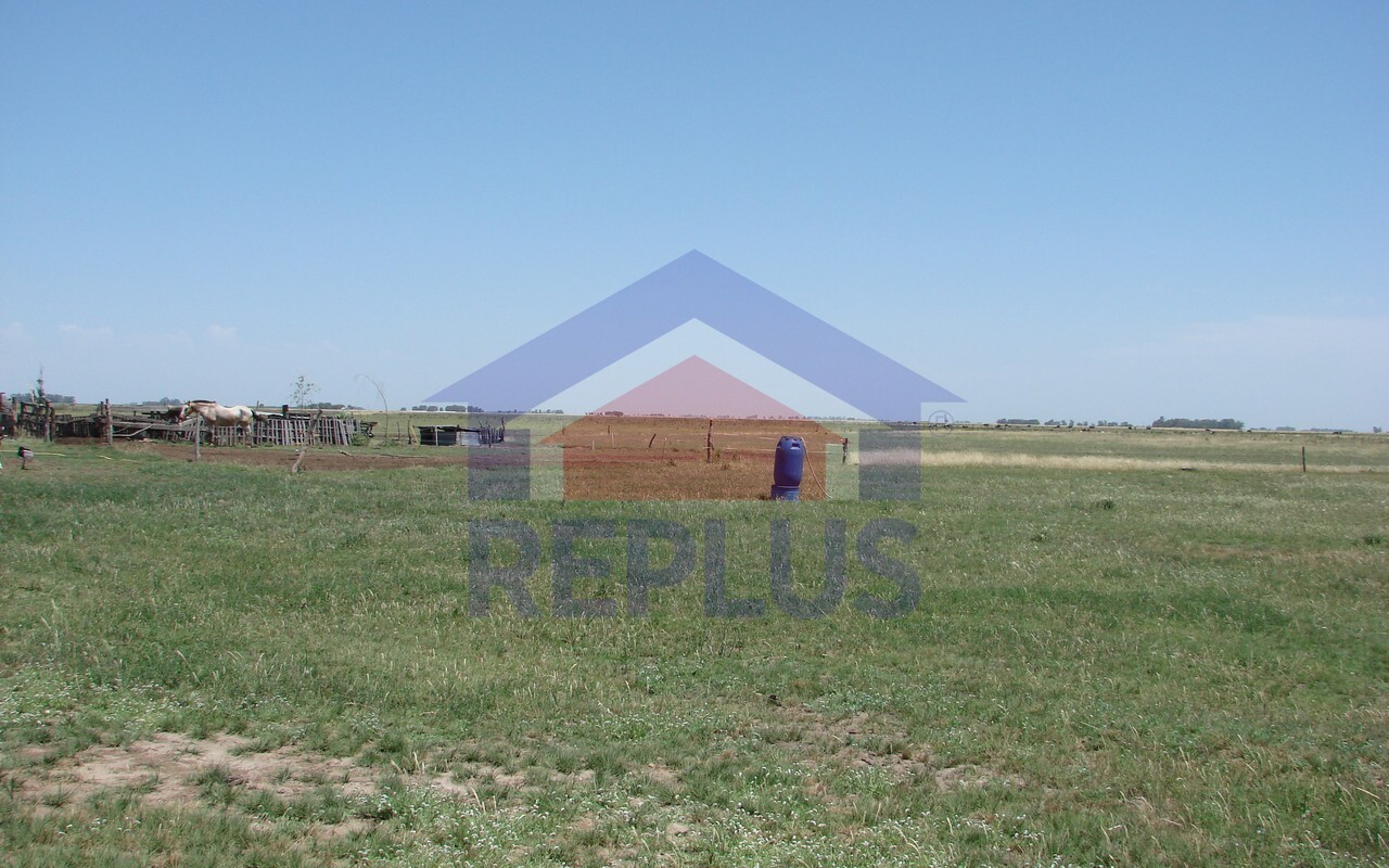 Campo 42 Héctáreas, Pehuajó, BA 6450