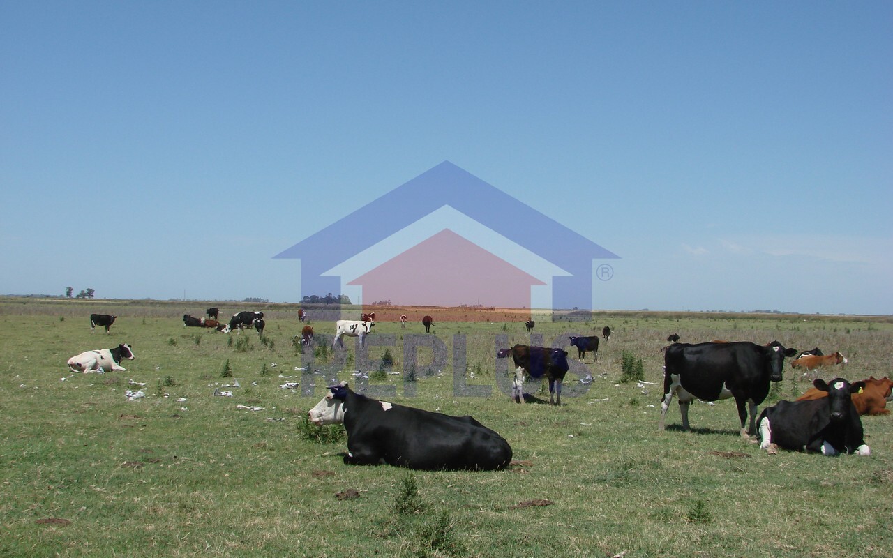 Campo 42 Héctáreas, Pehuajó, BA 6450