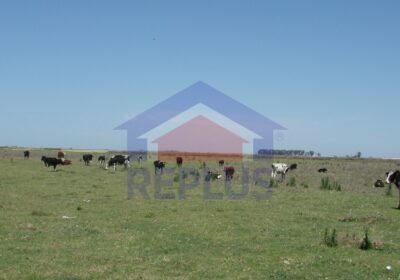 Campo-en-venta-en-Pehuajo-42-ha-ID30094-81