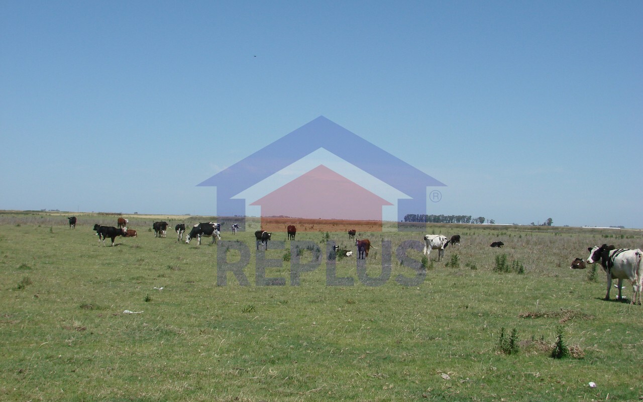 Campo 42 Héctáreas, Pehuajó, BA 6450