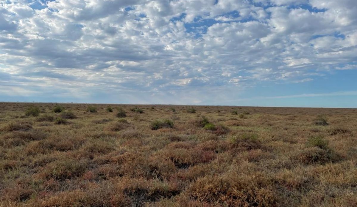 CAMPOS A DESARROLLAR