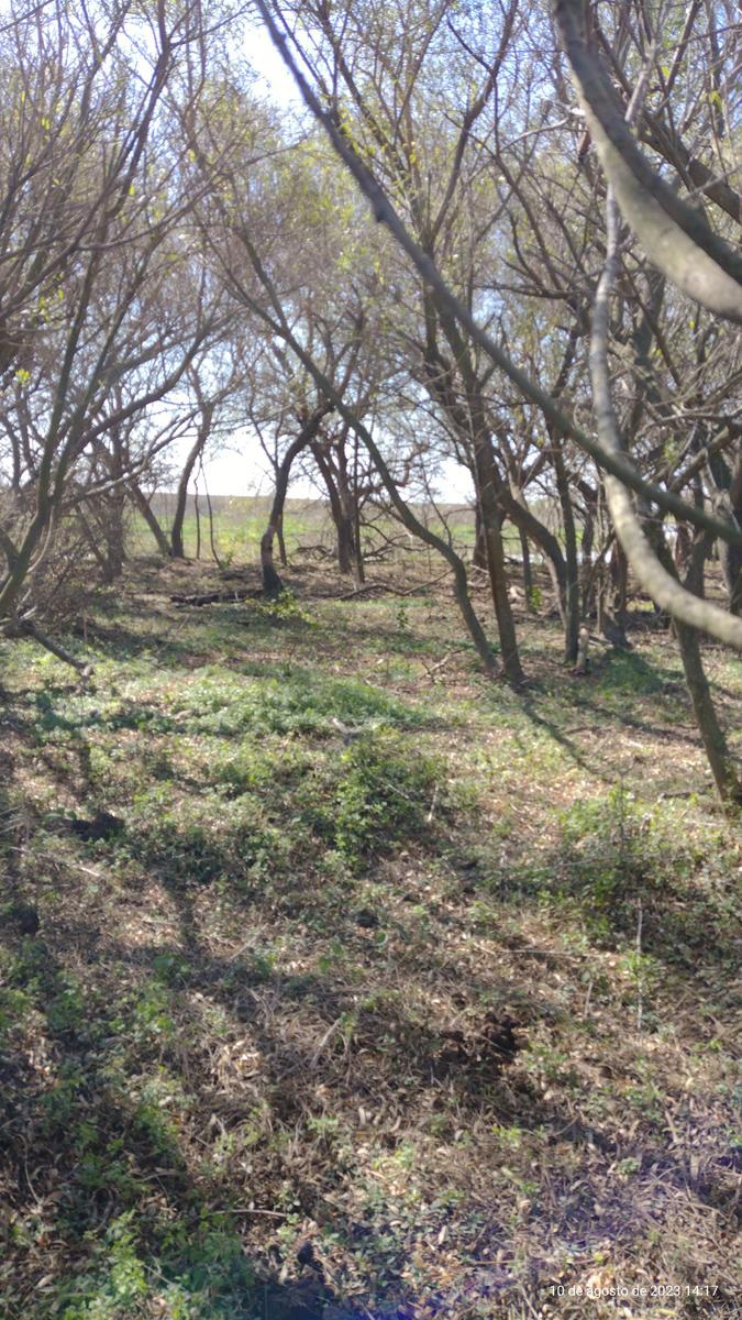 CAMPOS A DESARROLLAR