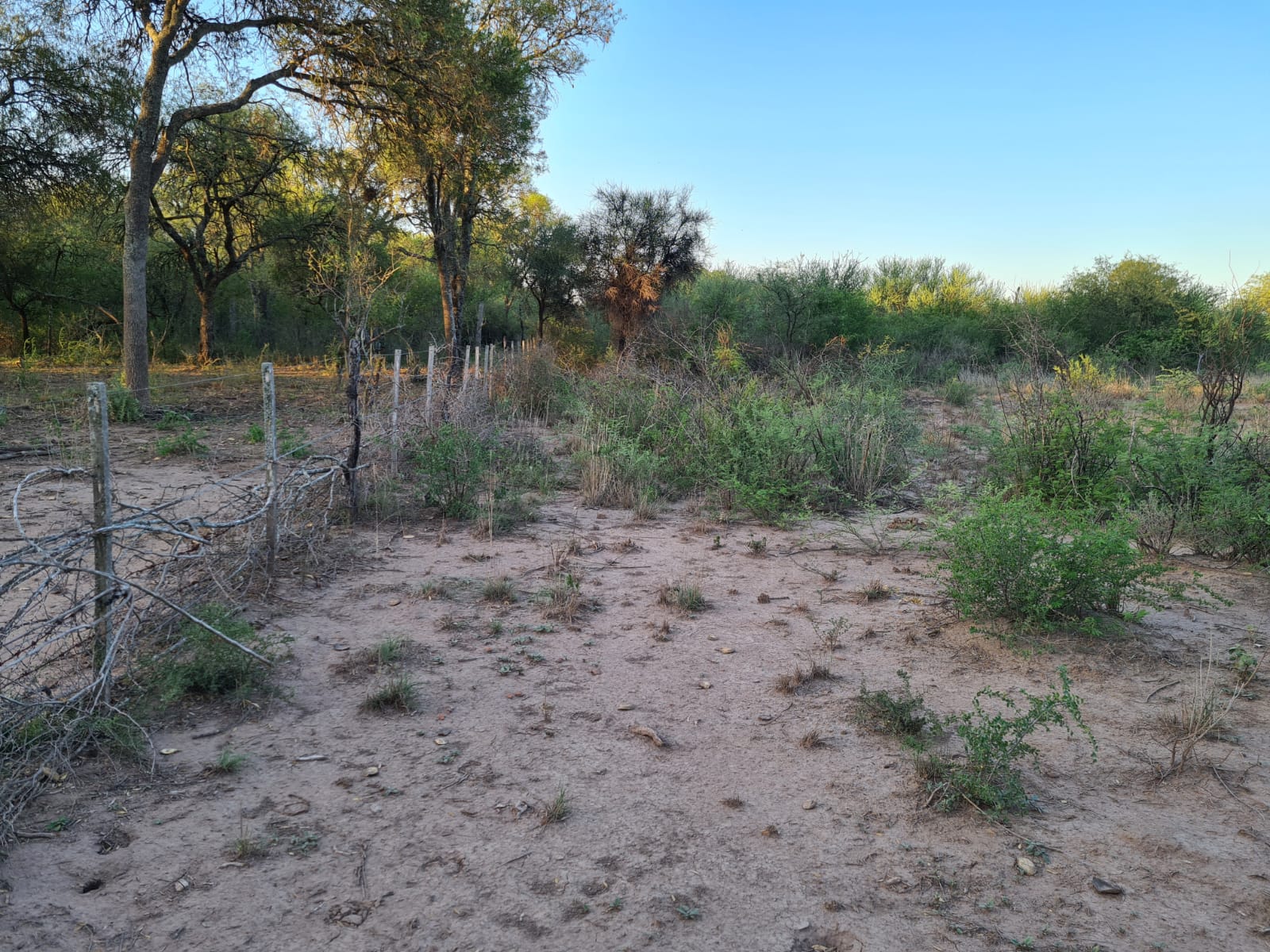 CAMPO EN VENTA, QUIMILI, SANTIAGO DEL ESTERO, 25 ha.