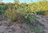 CAMPO EN VENTA, QUIMILI, SANTIAGO DEL ESTERO, 25 ha.