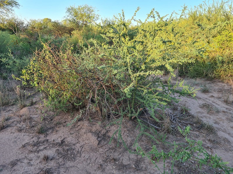 CAMPO EN VENTA, QUIMILI, SANTIAGO DEL ESTERO, 25 ha.