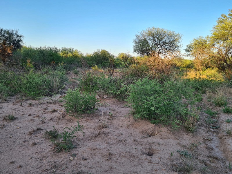 CAMPO EN VENTA, QUIMILI, SANTIAGO DEL ESTERO, 25 ha.