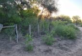 CAMPO EN VENTA, QUIMILI, SANTIAGO DEL ESTERO, 25 ha.