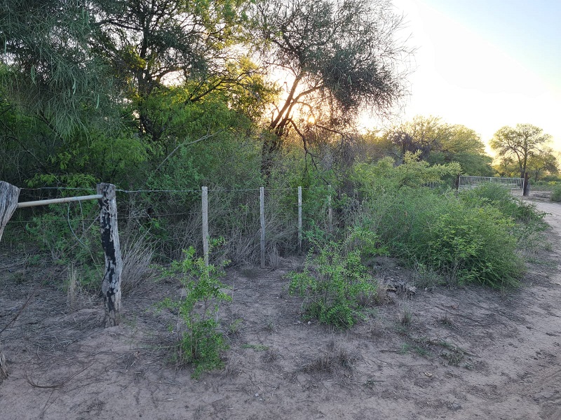 CAMPO EN VENTA, QUIMILI, SANTIAGO DEL ESTERO, 25 ha.