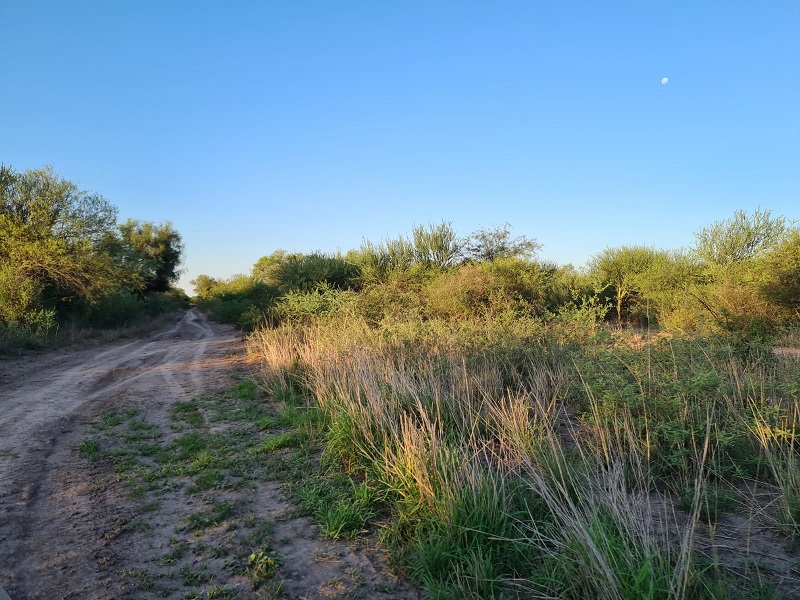 CAMPO EN VENTA, QUIMILI, SANTIAGO DEL ESTERO, 25 ha.