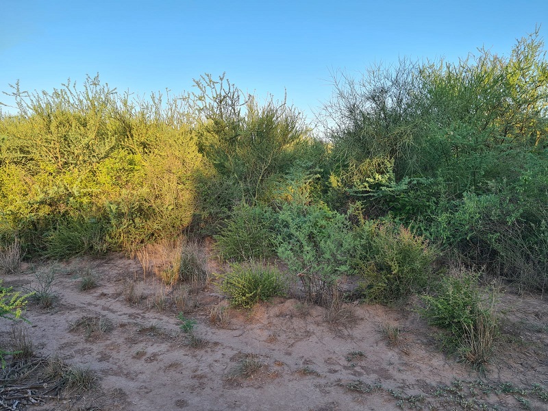 CAMPO EN VENTA, QUIMILI, SANTIAGO DEL ESTERO, 25 ha.