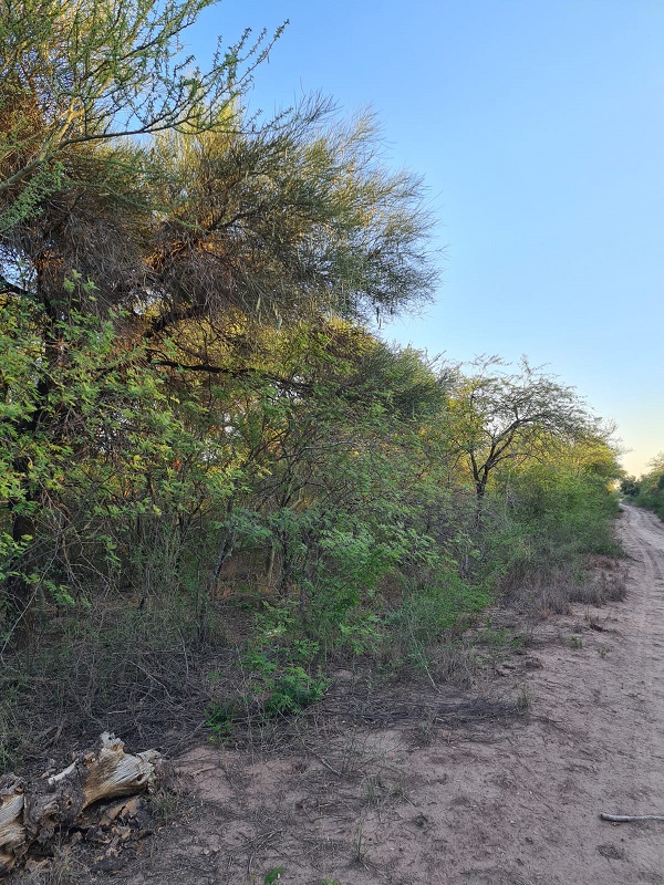 CAMPO EN VENTA, QUIMILI, SANTIAGO DEL ESTERO, 25 ha.