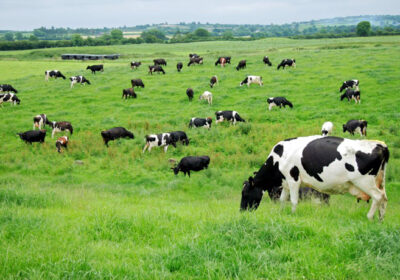 Vacas-Lecheras