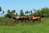 Campo ganadero
