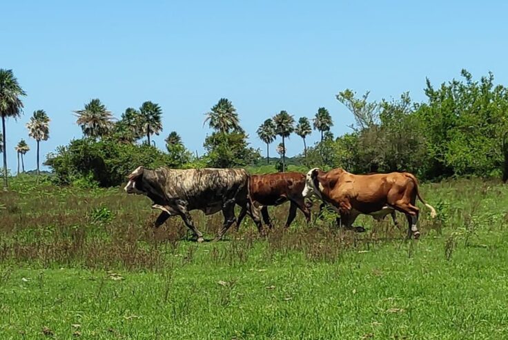 Campo ganadero