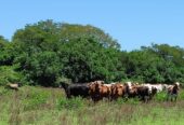 Campo ganadero