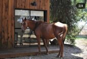 Inmobiliaria Vende Campo De 71 Has Mixtas En Ferrari. Magdalena
