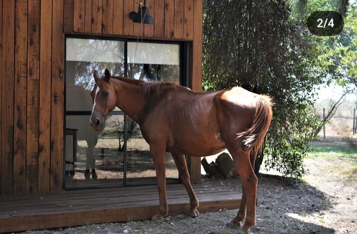 Inmobiliaria Vende Campo De 71 Has Mixtas En Ferrari. Magdalena