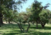 Casa Campo en venta, Arenaza, Lincoln, BA 6075