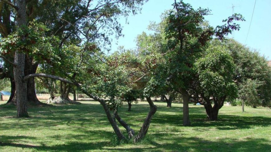Casa Campo en venta, Arenaza, Lincoln, BA 6075