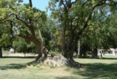 Casa Campo en venta, Arenaza, Lincoln, BA 6075