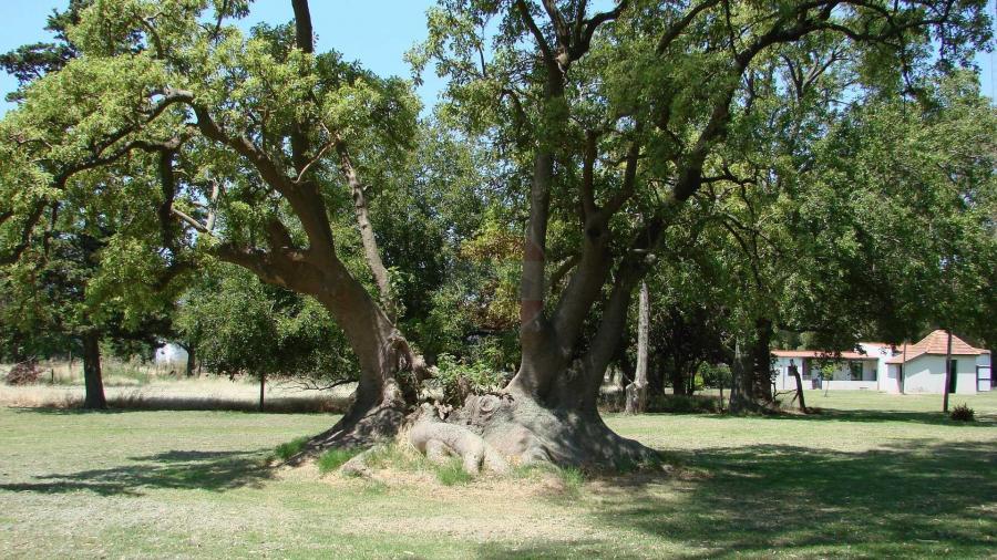 Casa Campo en venta, Arenaza, Lincoln, BA 6075