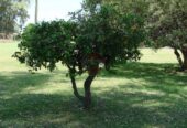 Casa Campo en venta, Arenaza, Lincoln, BA 6075