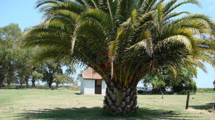 Casa Campo en venta, Arenaza, Lincoln, BA 6075