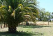 Casa Campo en venta, Arenaza, Lincoln, BA 6075
