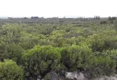 Campo de 56 Ha en venta en Rodeo de Piedra, Córdoba