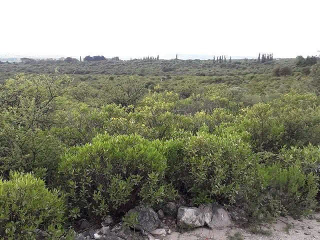 Campo de 56 Ha en venta en Rodeo de Piedra, Córdoba