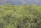 Campo de 56 Ha en venta en Rodeo de Piedra, Córdoba