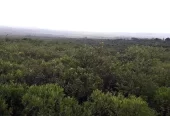 Campo de 56 Ha en venta en Rodeo de Piedra, Córdoba
