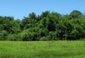 Campo ganadero