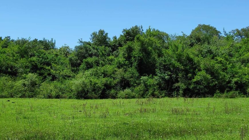 Campo ganadero