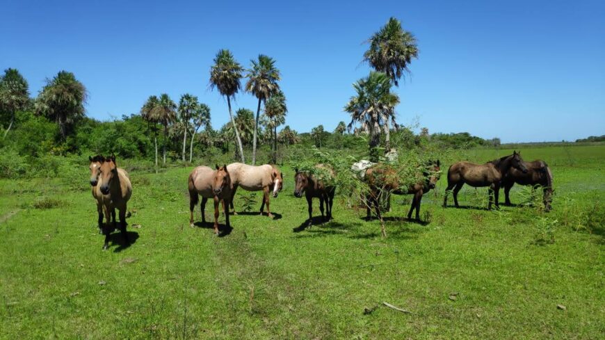 Campo ganadero