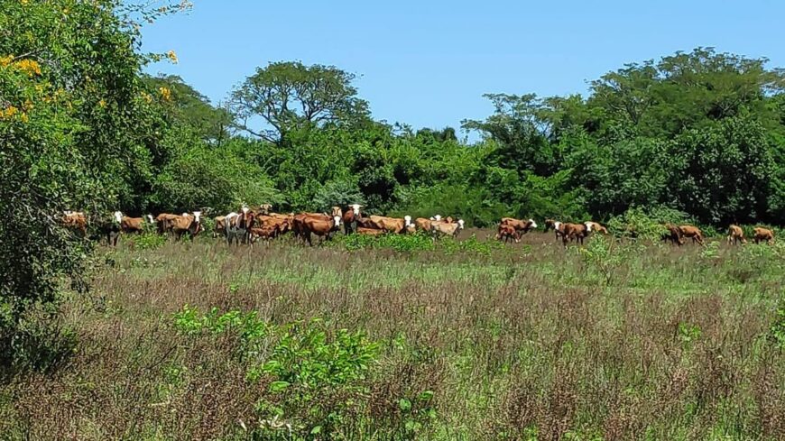 Campo ganadero