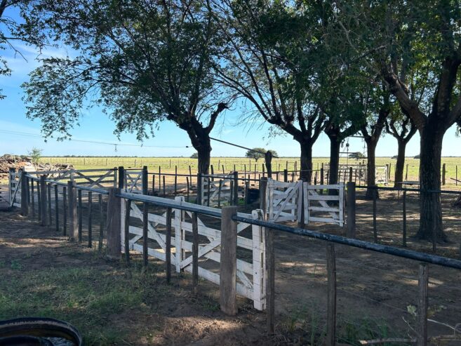 Se Venden 1237 Has en Quehue. Mixto. Mejoras para Coto de Caza