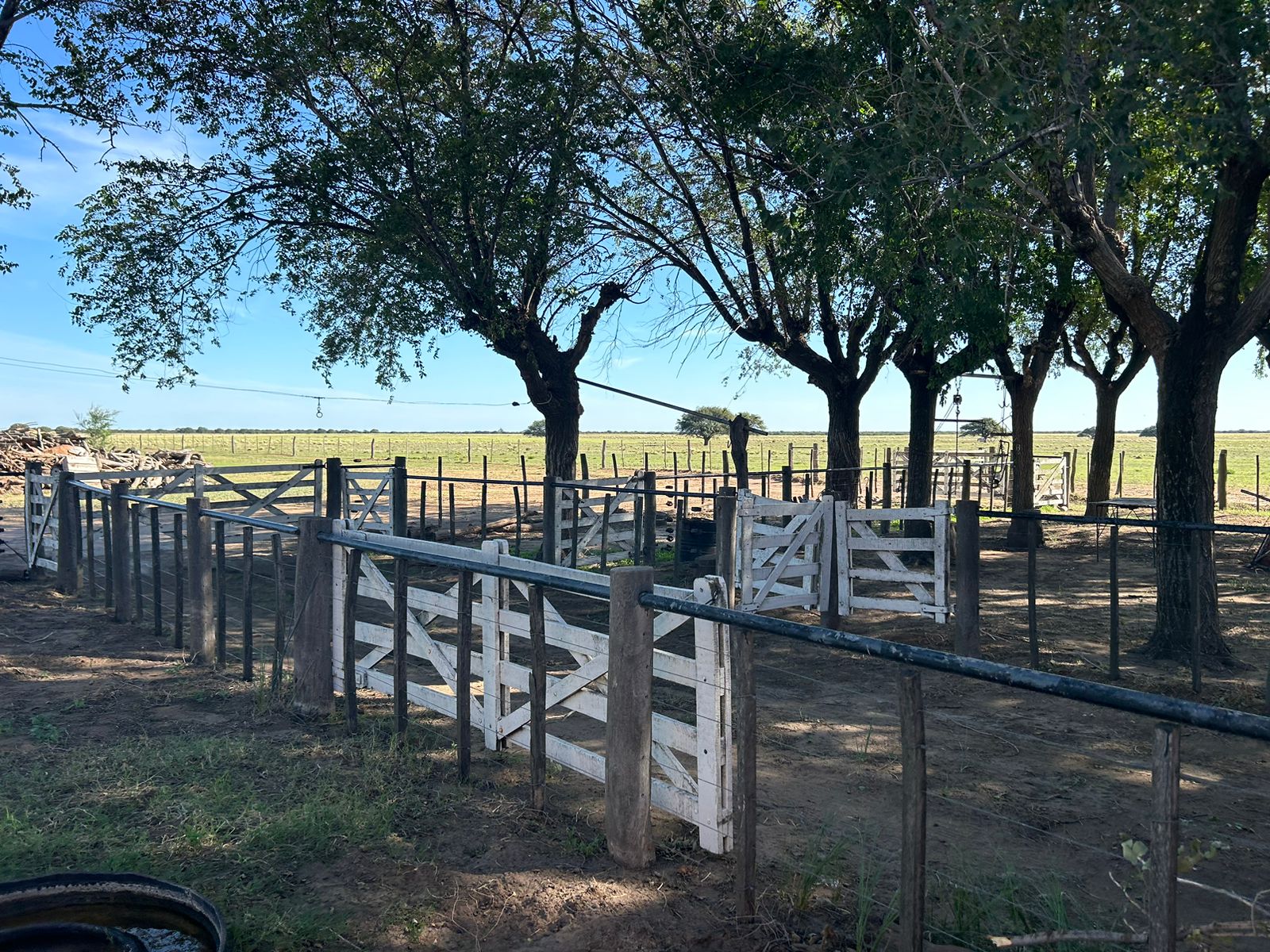 Se Venden 1237 Has en Quehue. Mixto. Mejoras para Coto de Caza