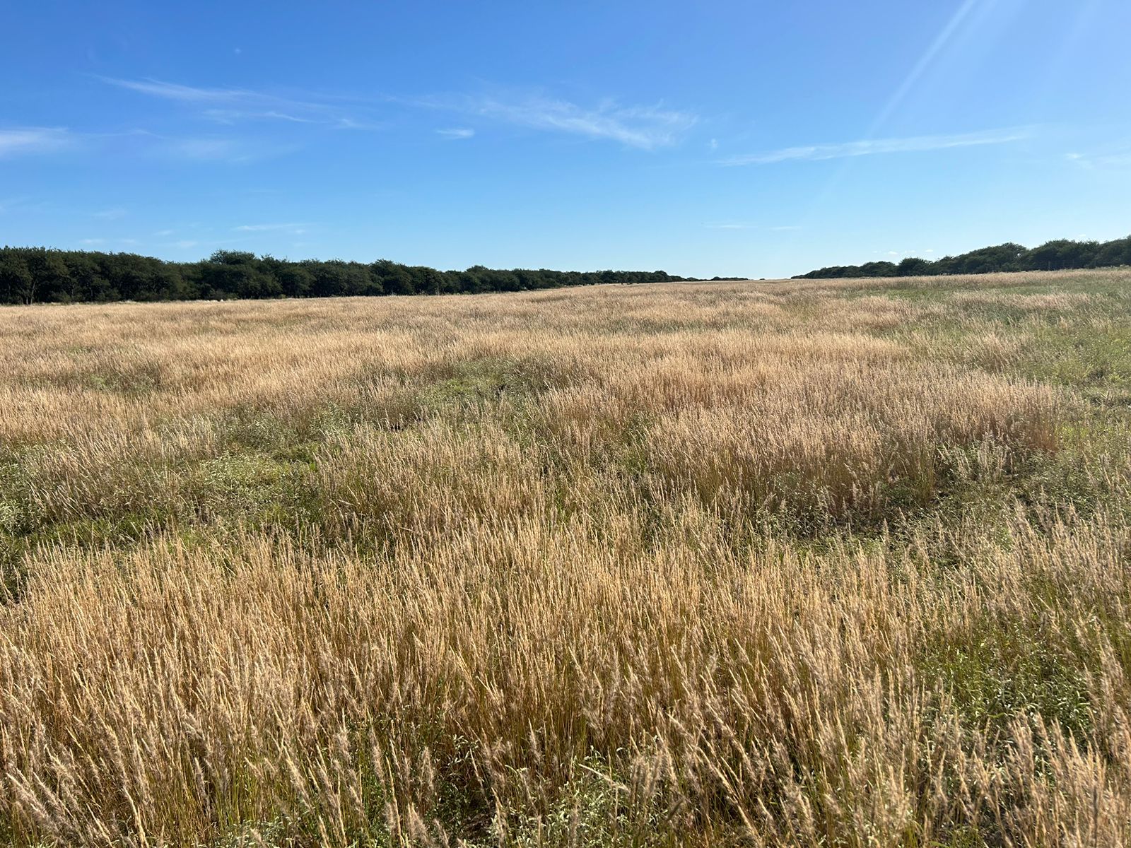 Se Venden 1237 Has en Quehue. Mixto. Mejoras para Coto de Caza