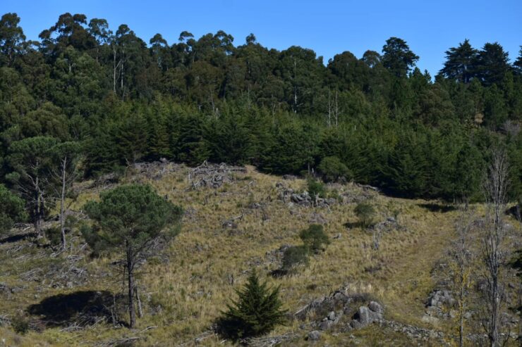 Campo 129 ha en Villa Berna Calamuchita Córdoba