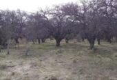 Se Venden 1138 Has Mixtas. a 20km de Santa Rosa La Pampa