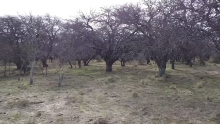 Se Venden 1138 Has Mixtas. a 20km de Santa Rosa La Pampa
