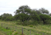 Oportunidad! Inmobiliaria Vende 1.250 ha mixtas en Utracán. Pcia. La Pampa