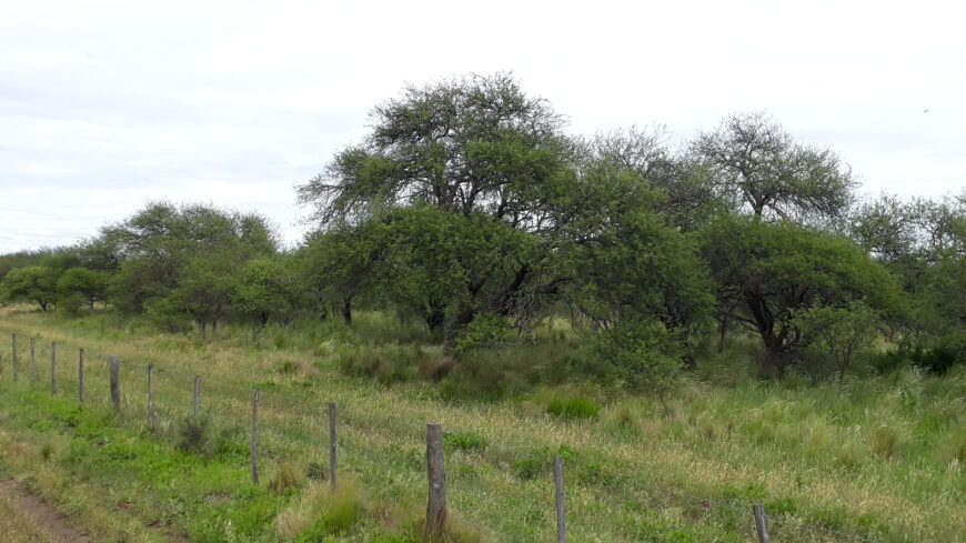 Oportunidad! Inmobiliaria Vende 1.250 ha mixtas en Utracán. Pcia. La Pampa