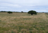 Oportunidad! Inmobiliaria Vende 1.250 ha mixtas en Utracán. Pcia. La Pampa