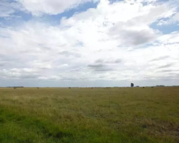 Inmobiliaria Vende Campo De 71 Has Mixtas En Ferrari. Magdalena
