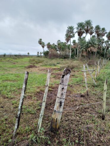 Campo ganadero